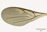 Diapriidae - Belyta sp 3 m12