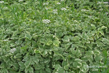 Herbe aux goutteux panach - Goutweed - Aegopodium podagraria var variegatum 1 m14 