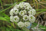 Cicutaire macule - Water hemlock - Cicuta maculata 3 m14 
