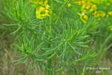 Euphorbe cyprs - Cypress spurge - Euphorbia cyparissias 7 m14 