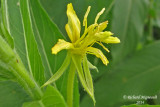 Onagre bisannuelle - Evening primrose - Oenothera biennis 8 m14 