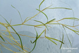 Potamot feuill - Leafy Pondweed - Potamogeton foliosus 2 m14