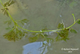 Renoncule capillaire - Hair-like water crowfoot - Ranunculus trichophylius 1 m14 