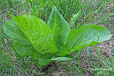 Chou puant - Skunk Cabbage - Symplocarpus foetidus 5 m14