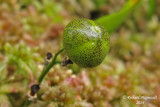 Smilacine trifolie - Three-leaved false Solomons Seal - Smilacina trifolia 6 m14 