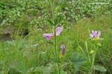 Mauve alce - Vervain mallow - Malva alcea 4 m14