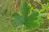 Mauve alce - Vervain mallow - Malva alcea 5 m14