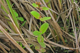 Millepertuis de Virginie - Virginia St. Johns-wort - Hypericum virginicum 2 m14