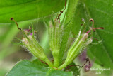 Salicaire aile - Winged loosestrife - Lythrum alatum 5 m14