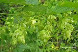 Houblon commun - Common hop - Humulus lupulus 5 m14