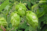 Houblon commun - Common hop - Humulus lupulus 6 m14