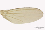 Anthomyzidae - Anthomyza, pallida species group  3 m12