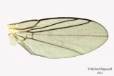 Leaf Miner Fly - Phytomyza sp2 3 m13 3mm 