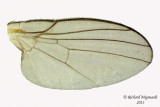 Leaf Miner Fly - Subfamily Phytomyzinae sp1 3 m13 2,6mm 