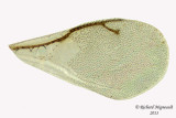 Pteromalid sp2 4 m13 2,3mm 
