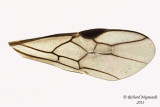 Braconid Wasp - Aleiodes pseudoterminalis 5 m13 7,2mm 