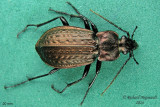 Ground beetle - Carabus granulatus  m14 20mm 