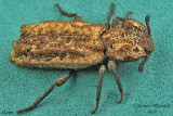 Ironclad Beetle - Phellopsis obcordata 1 m14 15mm 