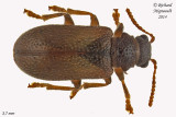 Megalopodid Leaf Beetle - Zeugophora sp 1 m14 3,7mm 