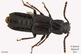Spiny-legged Rove Beetle - Coprophilus striatulus 1 m14 5,4mm 