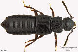 Spiny-legged Rove Beetle - Oxytelini Anotylus or Oxytelus 1 m14 4,5mm 
