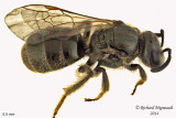 Sweat bee - Lasioglossum - Weak-veined species sp2 2 m14 5,5mm 