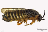 Conifer Sawfly - sp1 3 m14 9,4mm 