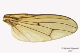 Dung Fly - Scathophaga sp1 4 m14 7,2mm 
