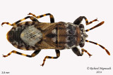 Pachygronthidae - Phlegyas abbreviatus m14 