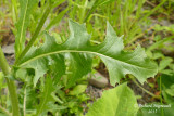 Chicore sauvage - Chicory - Cichorium intybus 7 m15