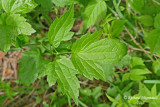 Clmatite de Virginie - Virginia Virgins Bower - Clematis virginiana Platain 7 m15