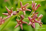 Dompte-venin de Russie - Dog-Strangling Vine - Cynanchum rossicum 4 m15