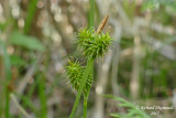 Carex jaune - yellow-green sedge - Carex flava 2 m15