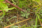 Ronce du Vermont - Vermont blackberry - Rubus vermontanus 8 m15