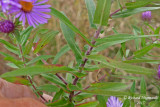 Aster de la Nouvelle-Angleterre - New England Aster - Aster novae-angliae 7 m15