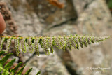 Dryoptre fragrante - Fragrant shield-fern - Dryopteris fragrans 5 m15