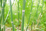 Prle dhiver - Scouring rush - Equisetum hyemale 2 m15