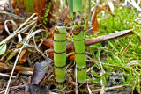 Prle dhiver - Scouring rush - Equisetum hyemale 3 m15