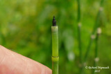 Prle dhiver - Scouring rush - Equisetum hyemale 4 m15