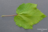 rable  pis - Mountain maple - Aacer spicatum 2 m15
