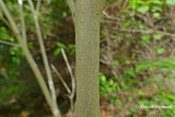 rable  pis - Mountain maple - Aacer spicatum 4 m15