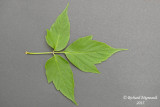 rable  Gigure - Box-elder - Acer negundo 3 m15