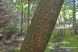 rable  Gigure - Box-elder - Acer negundo 4 m15
