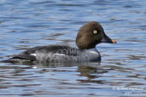 Garrot  oeil dor - Common Goldeneye female m15