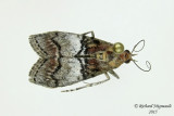 5606 - Maple Webworm Moth - Pococera asperatella m15 