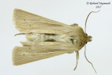10436 - Lesser Wainscot Moth - Mythimna oxygala 1 m15 