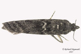 5829 - Speckled Black Pyla Moth - Pyla fusca 2 m15