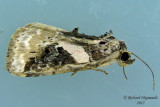 9053 - Pink-barred Lithacodia Moth - Pseudeustrotia carneola m15