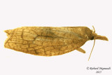 3706 - Sparganothis xanthoides m15