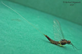 Brushlegged Mayfly - Isonychia bicolor 1 m15